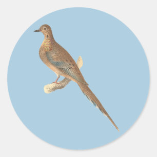 De rouwduif (Carolina Turtle Dove) NY Birds Ronde Sticker