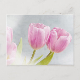 De roze Bloemblaadjes van de Bloem van de Tulp Briefkaart