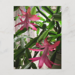 De roze Bloemen van de Cactus van Kerstmis Feestdagenkaart