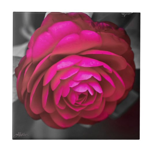 De Roze Camellia Tegeltje (Voorkant)