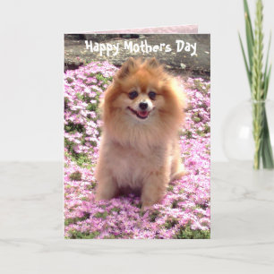De Roze Gelukkige Moederdag Pomeranian van de foto Kaart