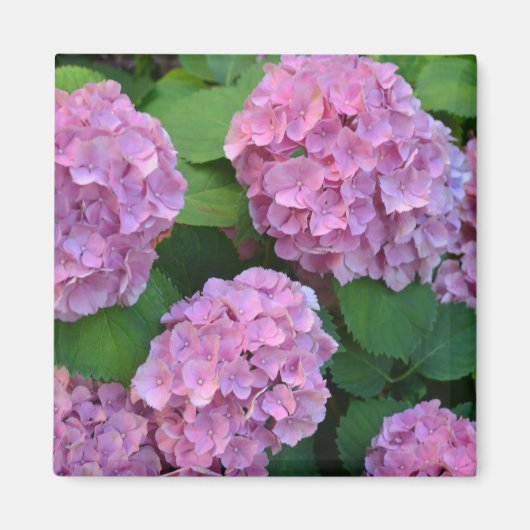 De roze Hortensia hydrangea Magneet (Voorkant)