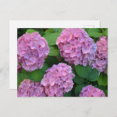 De roze Hortensia hydrangea struik Briefkaart (Voorkant / Achterkant)