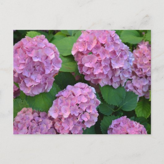De roze Hortensia hydrangea struik Briefkaart (Voorkant)