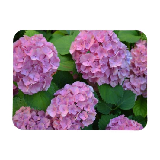 De roze Hortensia hydrangea struik Magneet (Horizontaal)