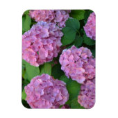 De roze Hortensia hydrangea struik Magneet (Verticaal)