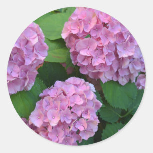 De roze Hortensia hydrangea struik Ronde Sticker