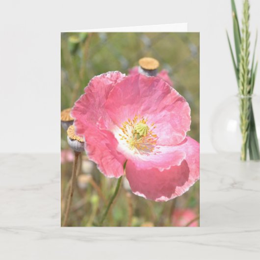 De roze Kaart van de Papaver en van de Omheining (Voorkant)