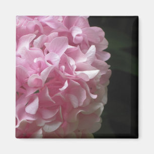 De roze Magneten van Hydrangea hortensia's