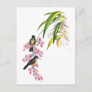 De roze orchideeën en kolibries van John Gould Briefkaart