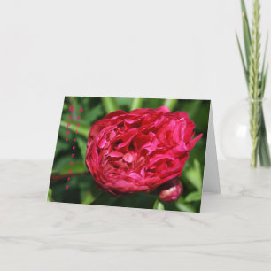 De roze Pioen nam de Kaart van het Jubileum toe
