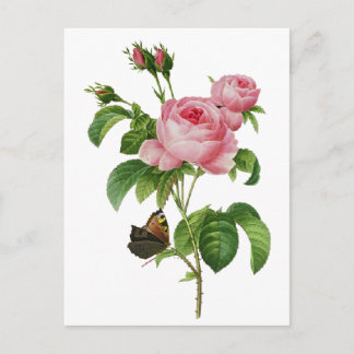 De Roze Rozen van Redoute Briefkaart
