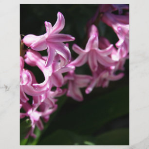 De roze-witte Bloemen van de Lente