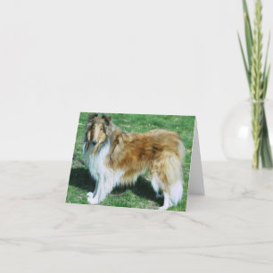 DE RUWE COLLIE VAN DE SABELMARTER KAART