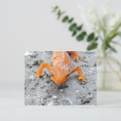 De salamandre carte postale étroite (Debout devant)