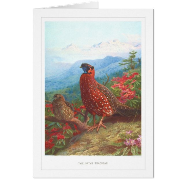 de satyr Tragopan; (Voorkant)