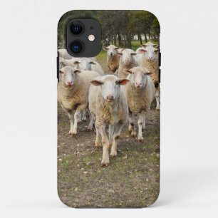 De schapen komen in Hurrah marcheren, iPhone 11 Hoesje