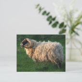 De Schapen van Blackface, Eiland van Lewis, Briefkaart (Staand voorkant)