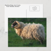 De Schapen van Blackface, Eiland van Lewis, Briefkaart (Voorkant / Achterkant)