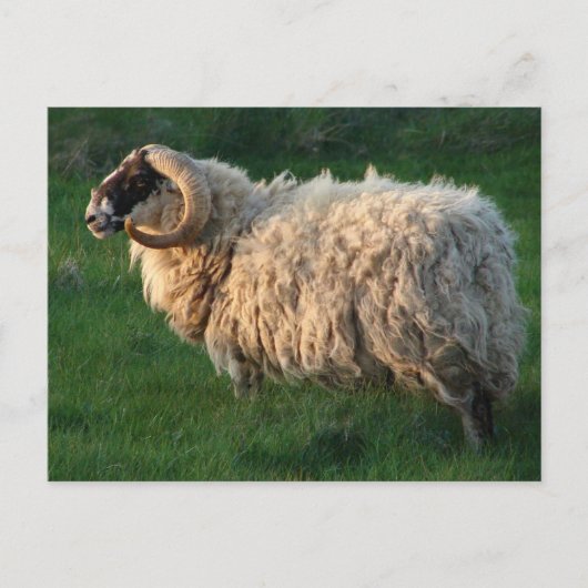 De Schapen van Blackface, Eiland van Lewis, Briefkaart (Voorkant)