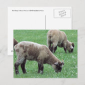 De schapen van de berg Vernon... Briefkaart (Voorkant / Achterkant)
