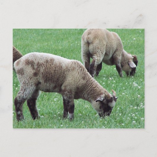 De schapen van de berg Vernon... Briefkaart (Voorkant)