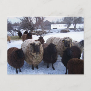 De Schapen van januari in Sneeuw Briefkaart