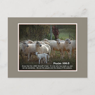 De schapen van Zijn PasturewScripture Briefkaart