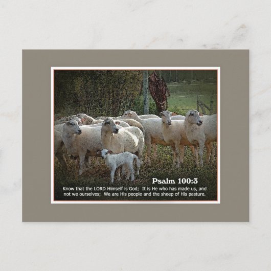 De schapen van Zijn PasturewScripture Briefkaart (Voorkant)