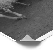 De schapenhouderij poster (Hoek)