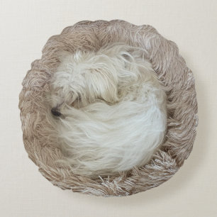 De Schattigee Maltese puppyhond ooit Rond Kussen