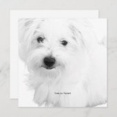 De Schattigee Maltezer hondenfeestje ooit Kaart (Voorkant / Achterkant)