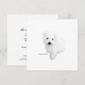 De Schattigee Maltezer hondenfeestje ooit Kaart (Voorkant / Achterkant)