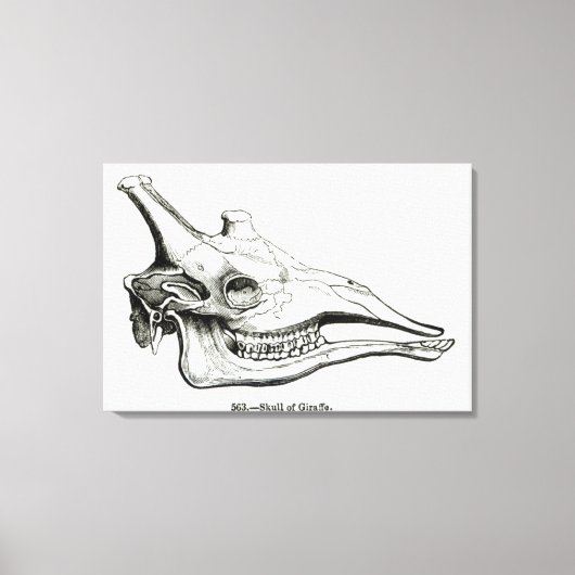 De schedel van een Giraffe Canvas Afdruk (Voorkant)
