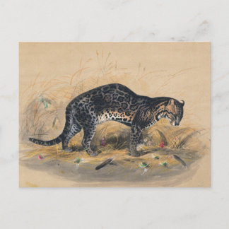 De schilderde Ocelot van Joseph Wolf Briefkaart