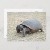 De Schildpad van gopher Briefkaart (Voorkant / Achterkant)