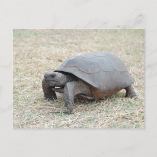 De Schildpad van gopher Briefkaart