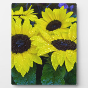 DE SCHITTERENDE ZONNEBLOEMEN VAN DE TUIN FOTOPLAAT