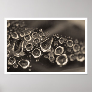 de schoen druppelt poster