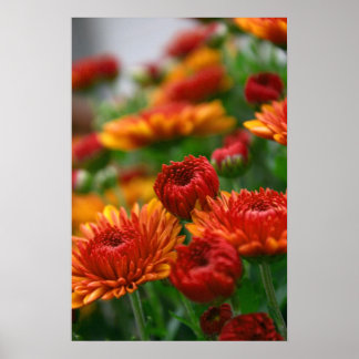 De schoonheid van de Herfst Poster