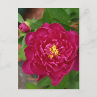 De schoonheid van de lente briefkaart