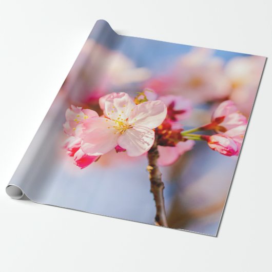 De schoonheid van de roze Sakura-bloemen Cadeaupapier (Uitgerold)