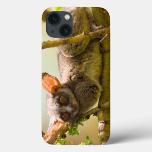 De Senegalgalago (Galago senegalensis) iPhone 13 Hoesje