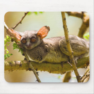 De Senegalgalago (Galago Senegalensis) Muismat