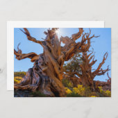 De Sentinel-boom Bedankkaart (Voorkant / Achterkant)