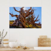 De Sentinel-boom Poster (Keuken)