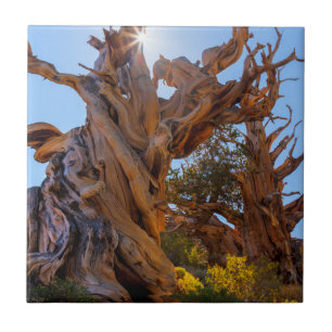 De Sentinel-boom Tegeltje