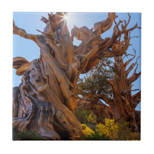 De Sentinel-boom Tegeltje (Voorkant)