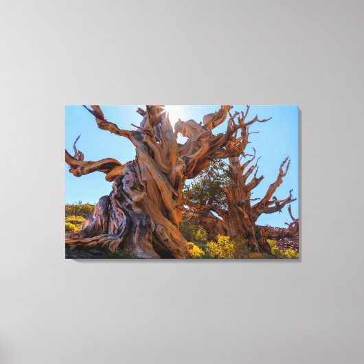 De Sentinel Tree Canvas Afdruk (Voorkant)