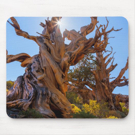 De Sentinel Tree Muismat (Voorkant)